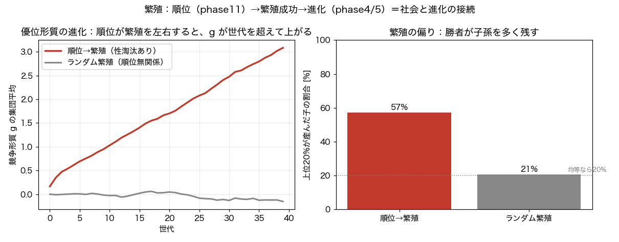 Rank-biased reproduction and changes in competitive traits